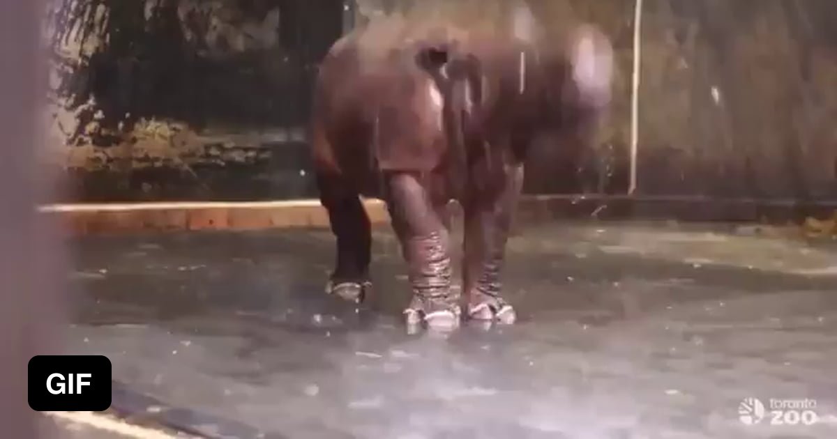 Как животные радуются дождю