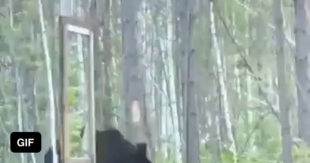 Bear in forest finds mirror. Bear sees own reflection. Bear reacts in