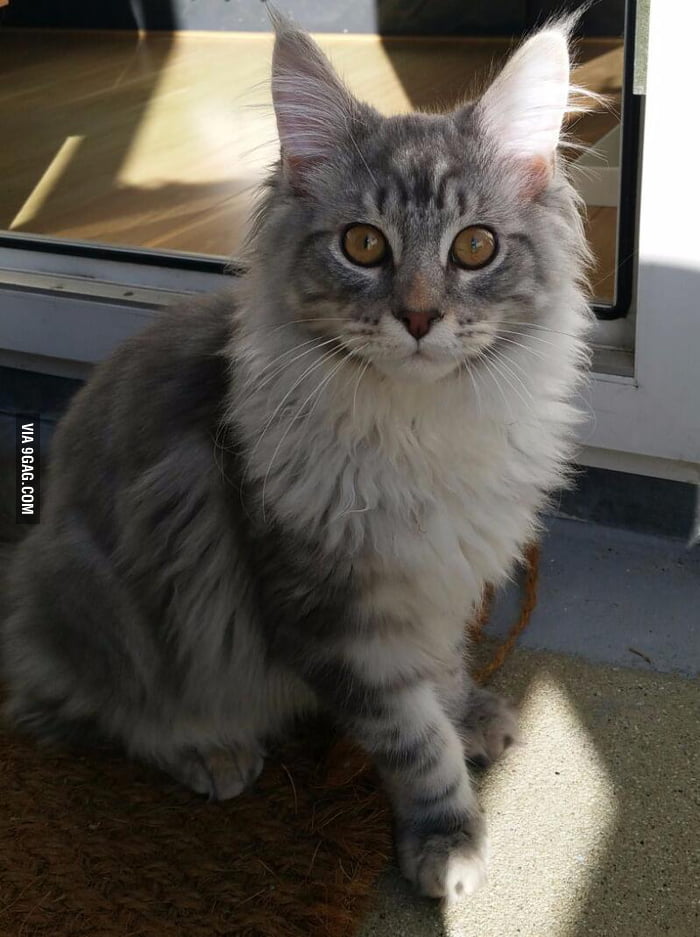 Blue at 6 months! - 9GAG