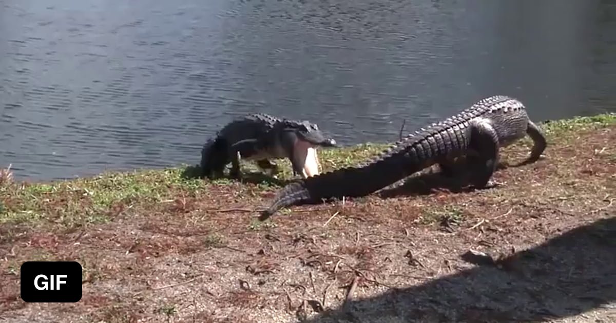 Gator fight - 9GAG