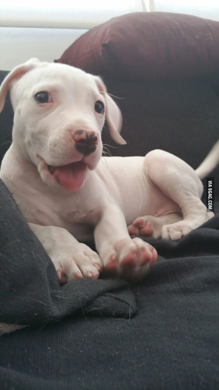 9gag Has Doge Here In Argentina We Have Dogo ARGENTINIAN DOGO