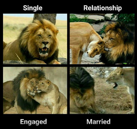 Lions aren't getting married and psychologists know why - 9GAG
