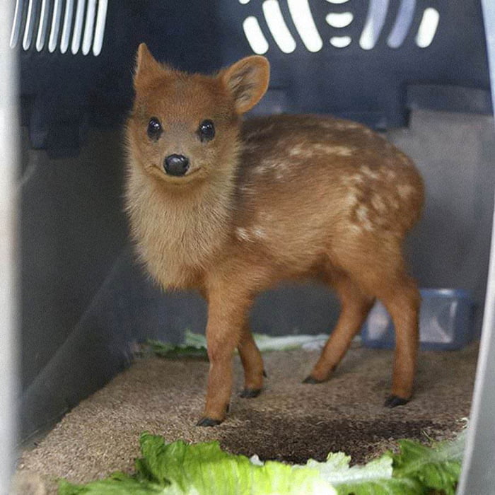 The Pudu Deer Is The World s Smallest Deer They Live In Bamboo 