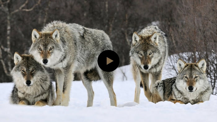 Wolves Make Rivers How wolves changed rivers. Simply amazing! - 9GAG
