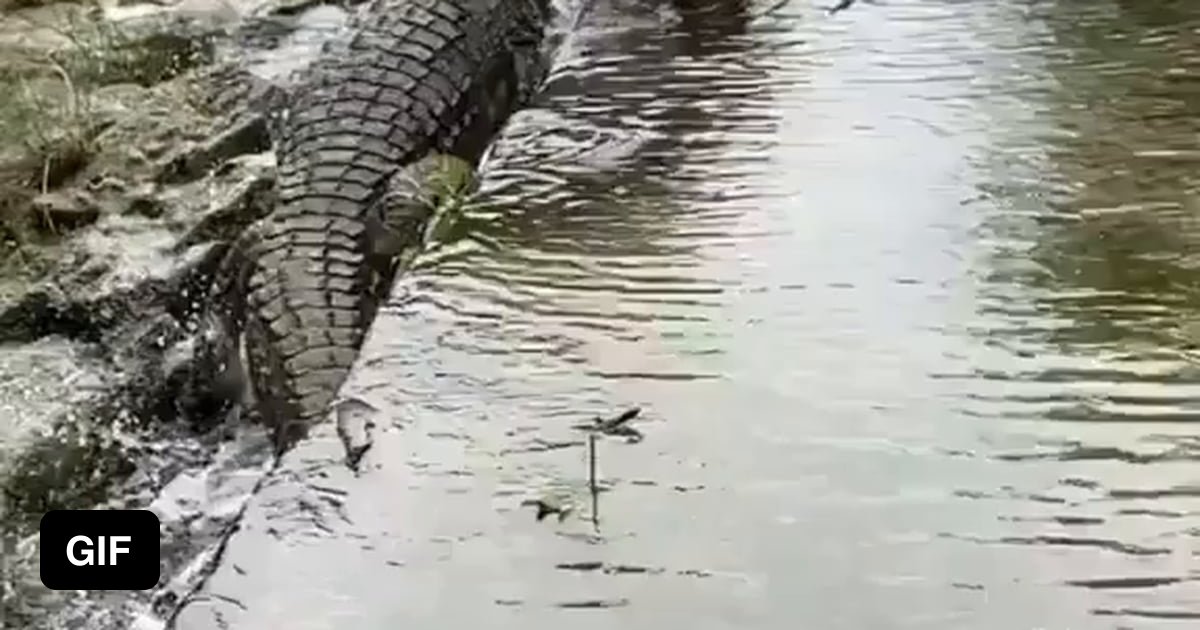 A huge crocodile traveling upstream after a recent flood - 9GAG