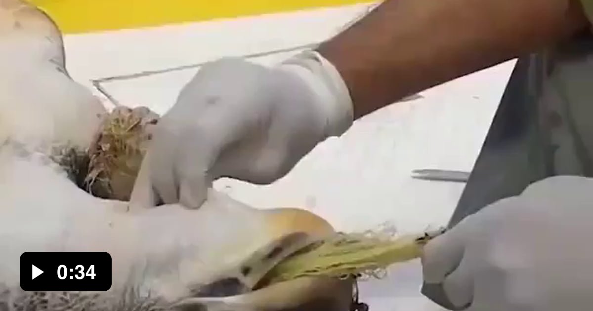 This poor turtle has a net down it's throat - 9GAG