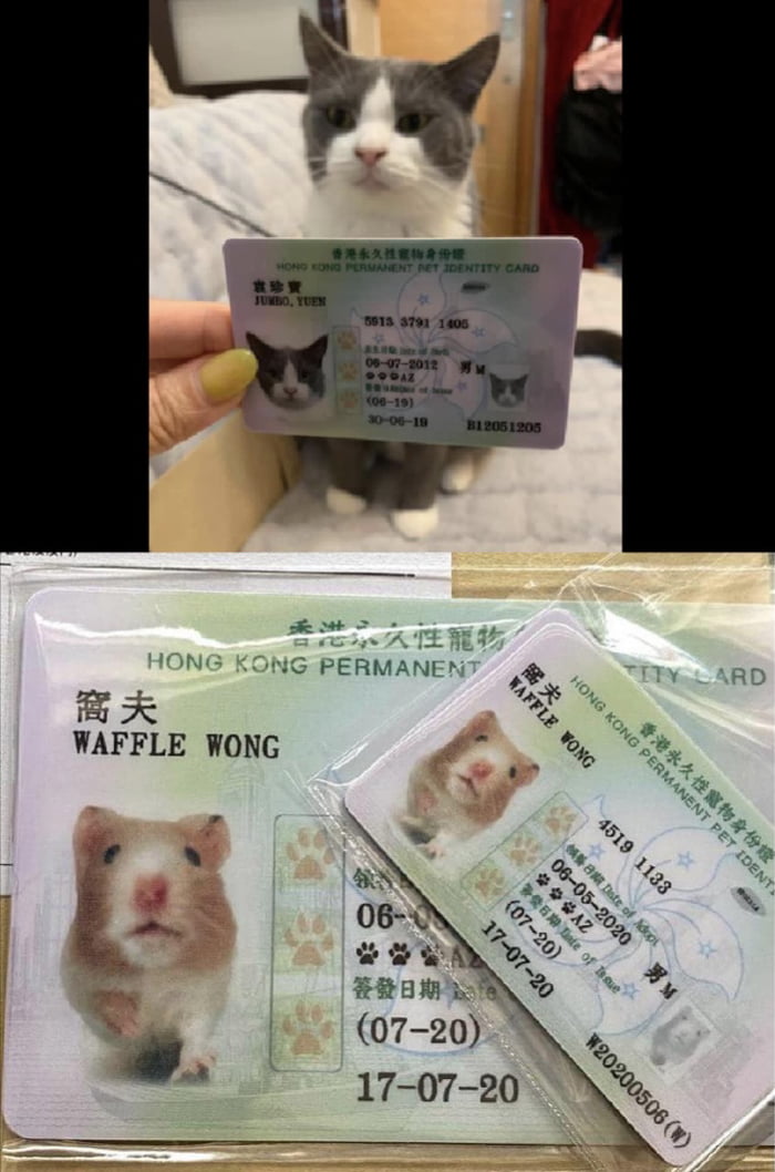 Hong Kong Permanent Pet Identity Card 9GAG