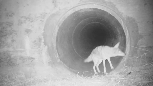 Coyote waiting for its badger pal as they passed under a busy California highway. Coyotes and badgers are known to hunt together.
