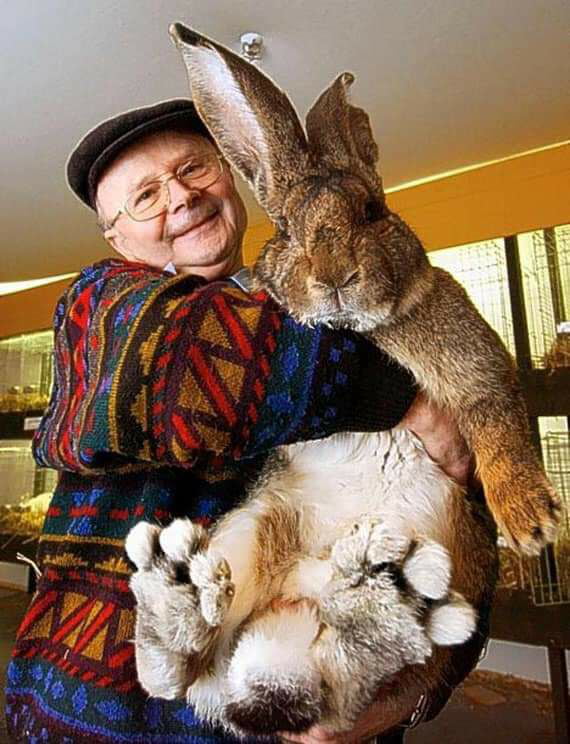 Finnish 2024 giant rabbit