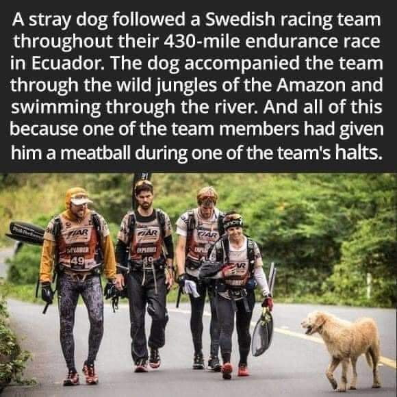 Arthur The Stray Dog That Followed A Team Through A 430 Mile Race In The Amazon 9gag