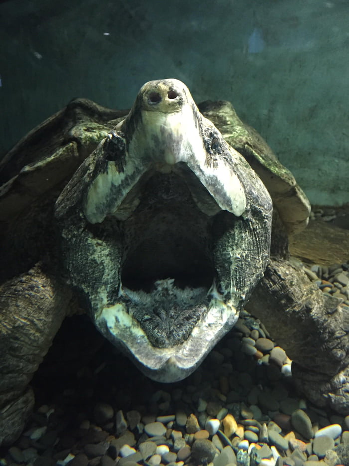 The mouth of this 100 year old snapping turtle - 9GAG