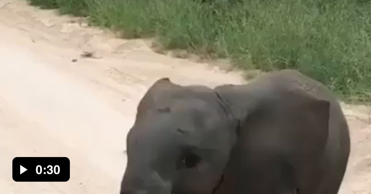 Adorable baby elephant doing a mock charge 9GAG
