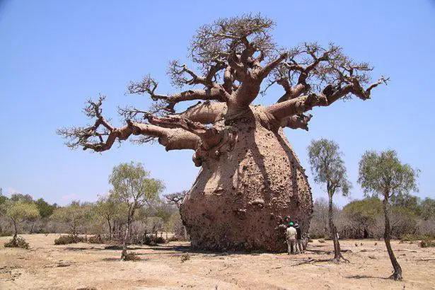 The Toborochi Tree; also called the “pregnant tree” for its unique ...