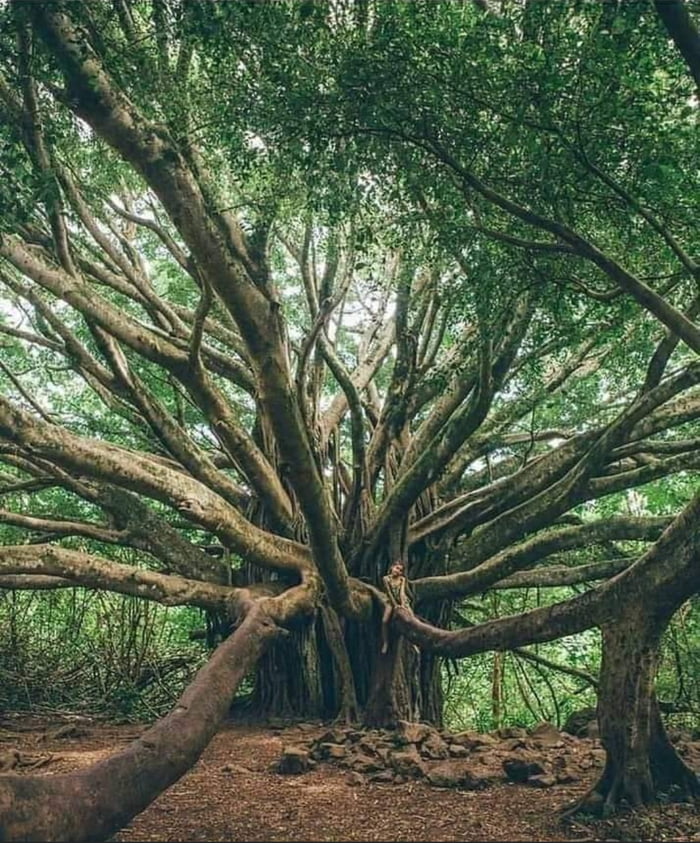 A 6000 Year Old Majestic Tree 9GAG