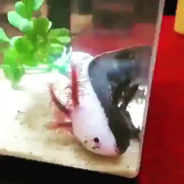 An axolotl with an extremely rare Chimera condition that renders it