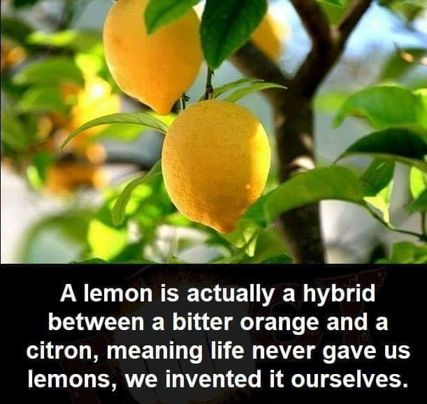 LIFE DIN`T EVER GIVE US LEMONS IT WAS ALL A LIE - 9GAG