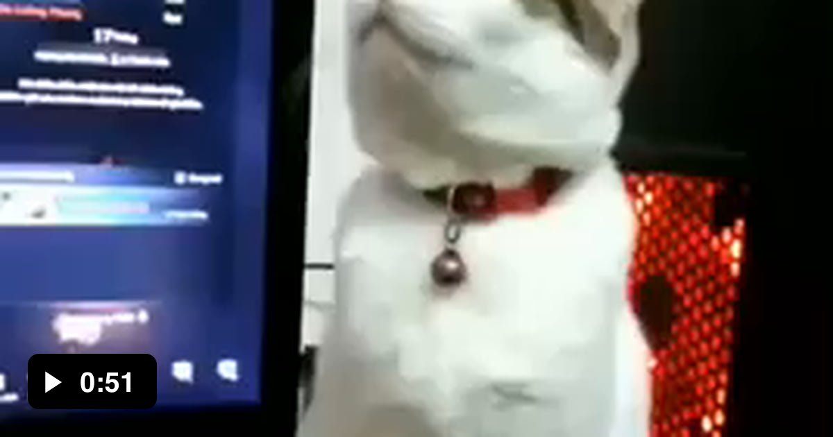 Cat.exe is not responding 9GAG