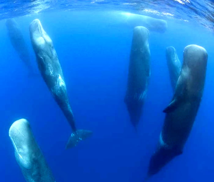 A Pod Of Sperm Whales Sleeping 9gag