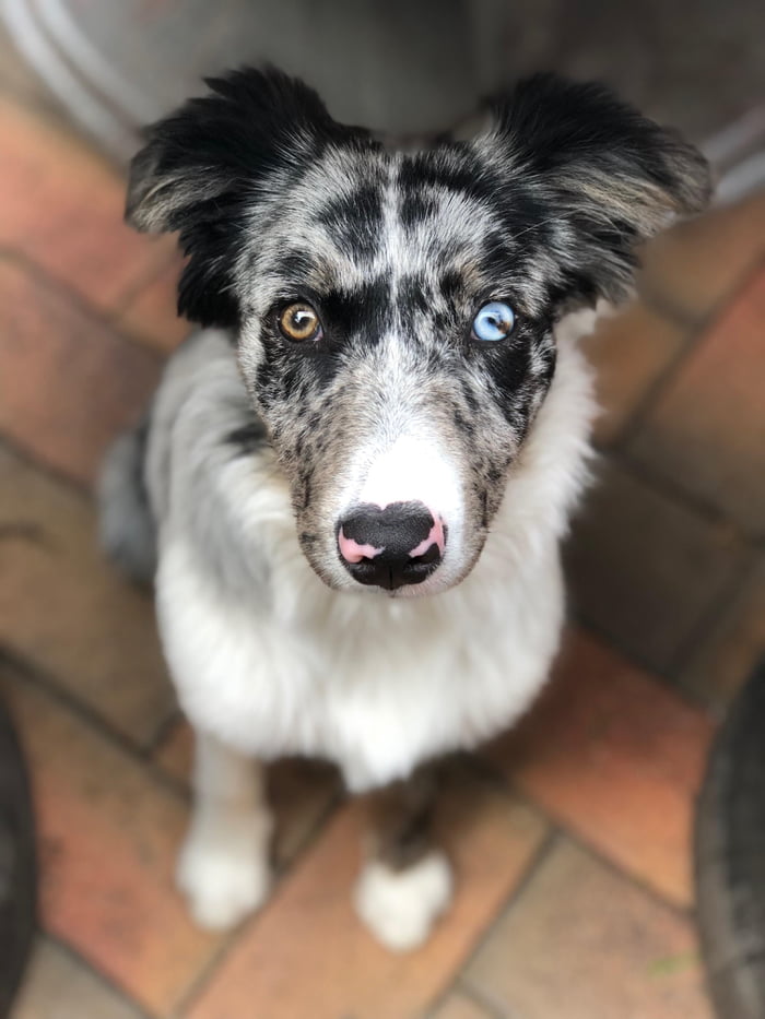 5 month old sales border collie