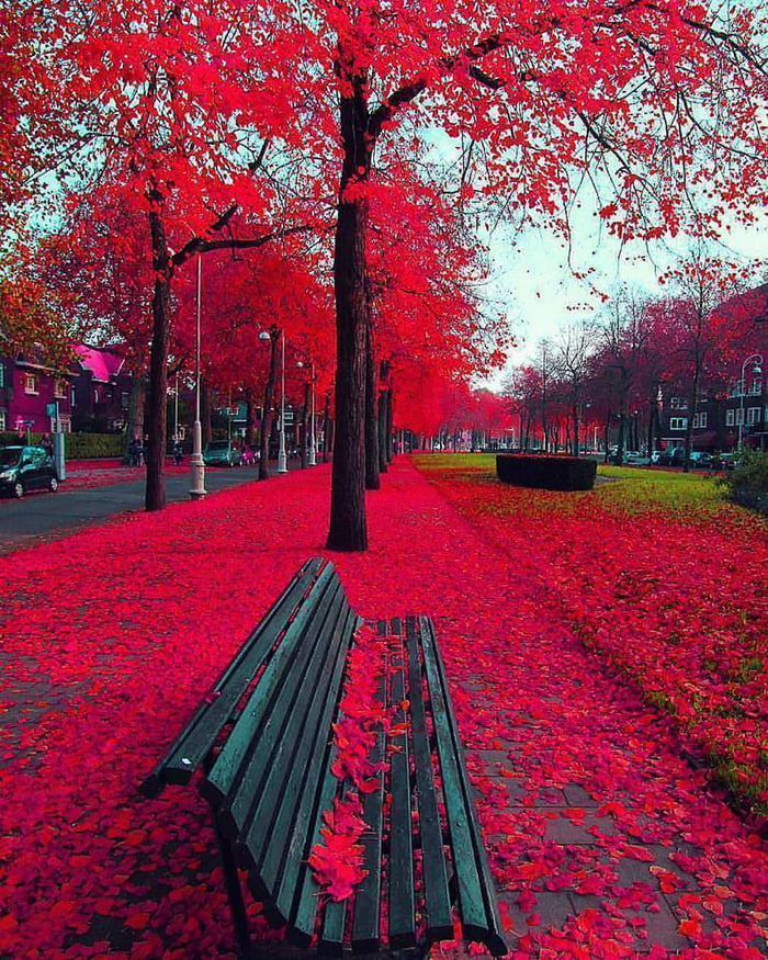 Red autumn. Осень. Красная осень. Красное дерево. Красный цвет в природе.