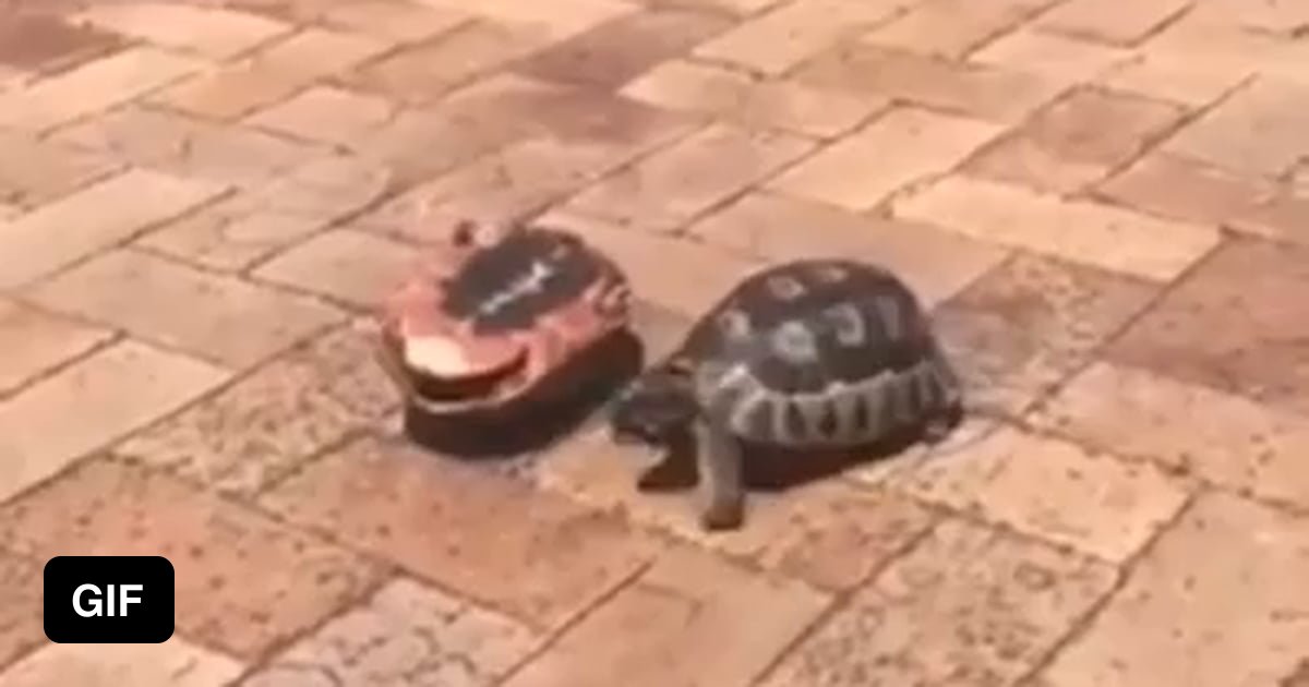 Turtle helps his buddy flip back over 9GAG