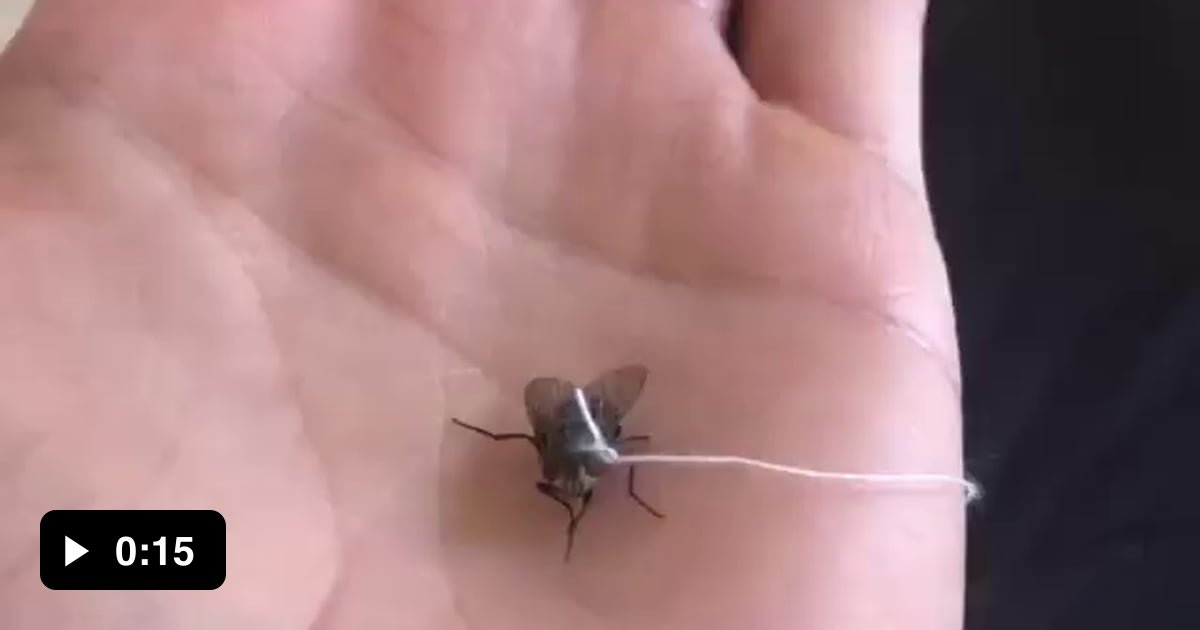 This guy has a pet fly. 9GAG