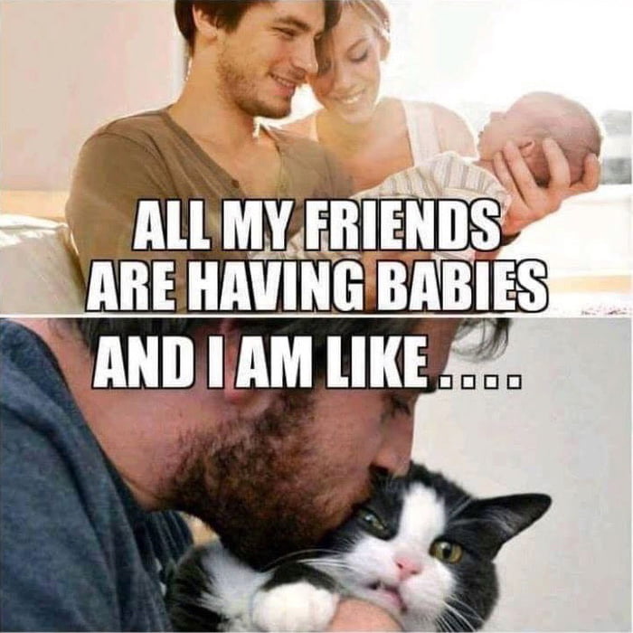 My Cat Is My Baby 9gag