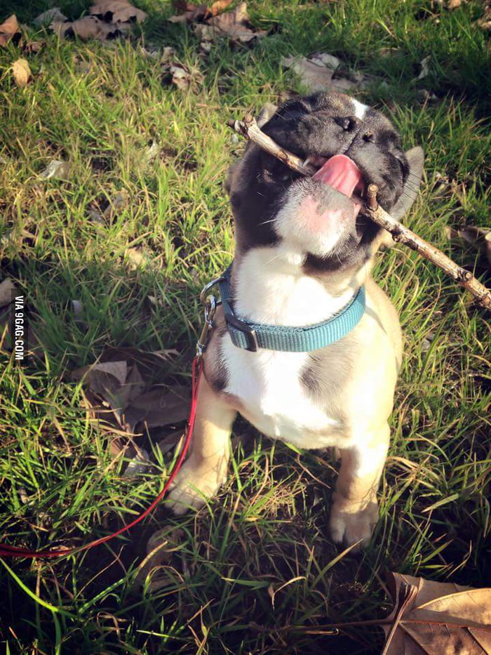 He loves sticks. 9GAG
