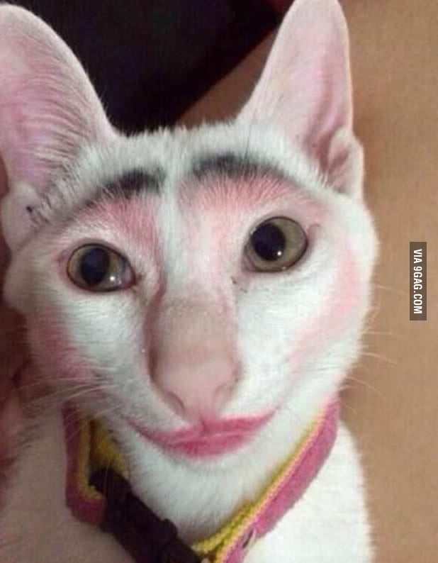 Never leave your cat alone with children