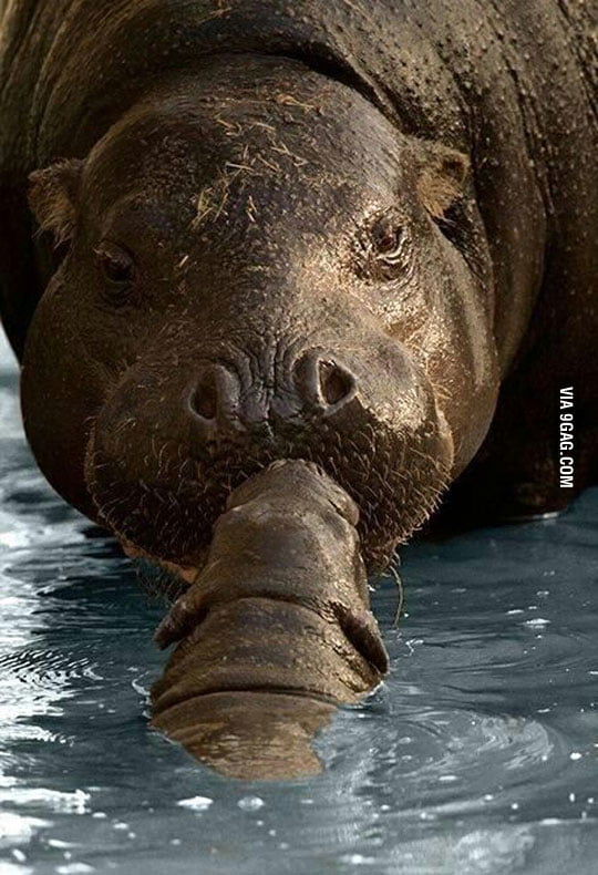 Baby Hippo Kissing Her Mother 9GAG