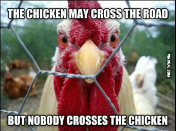 nobody-crosses-the-chicken-9gag