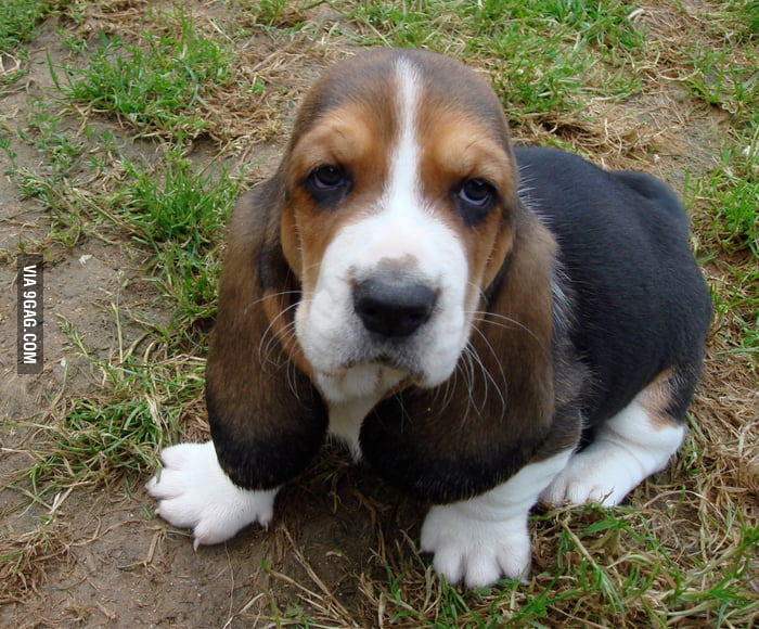 4 month old basset - 9GAG