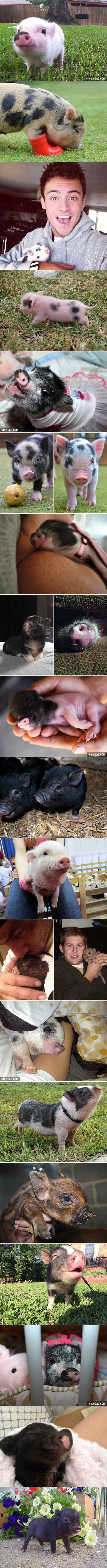 Miniature Pigs: Extremely Satisfying to Watch