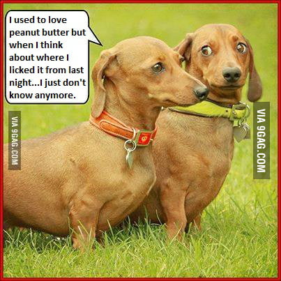 After I saw that dog's thousand yard stare... - 9GAG