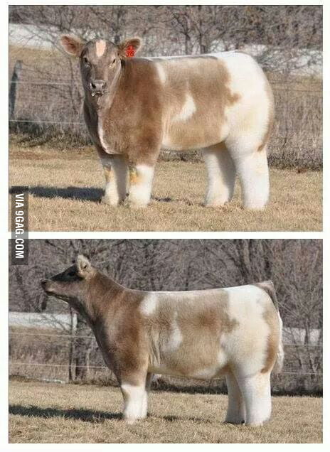 Washed and blow dried cow - 9GAG