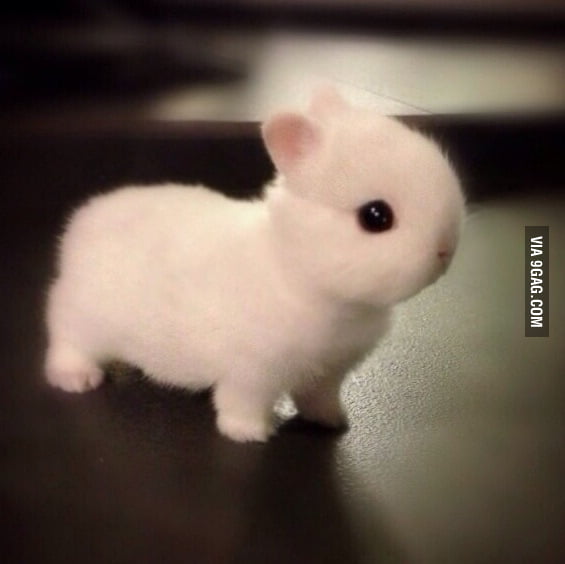 Cute Norwegian Netherlands dwarf bunny 9GAG