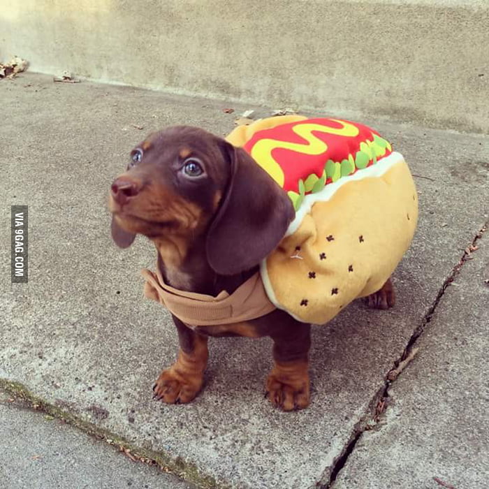 Heard you guys like puppies - 9GAG