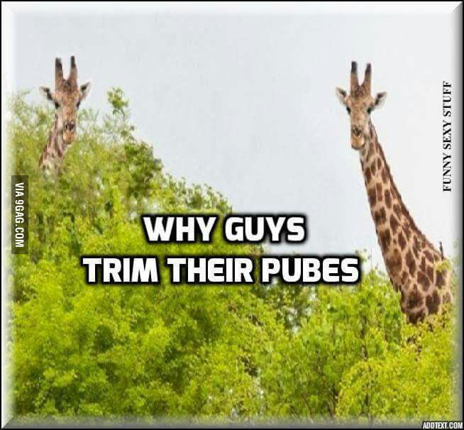 Why Guys Trim Their Pubes 9GAG