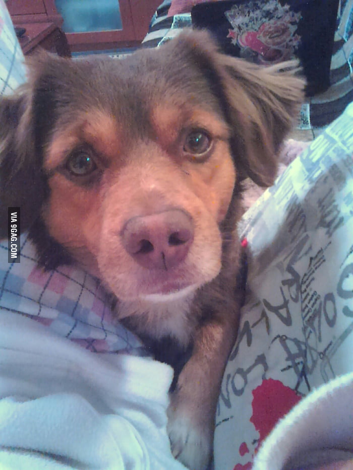 My dog when I'm eating something - 9GAG