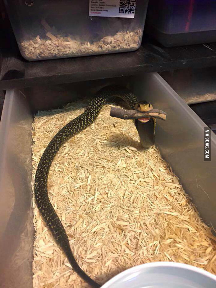 Как какают змеи фото