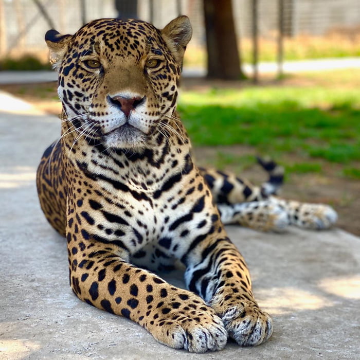 The jaws of a jaguar are stronger than any other species of cat. With these strong jaws, they
