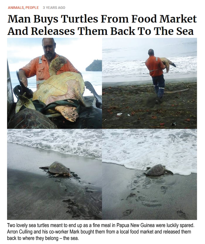 Buying and releasing turtles - 9GAG