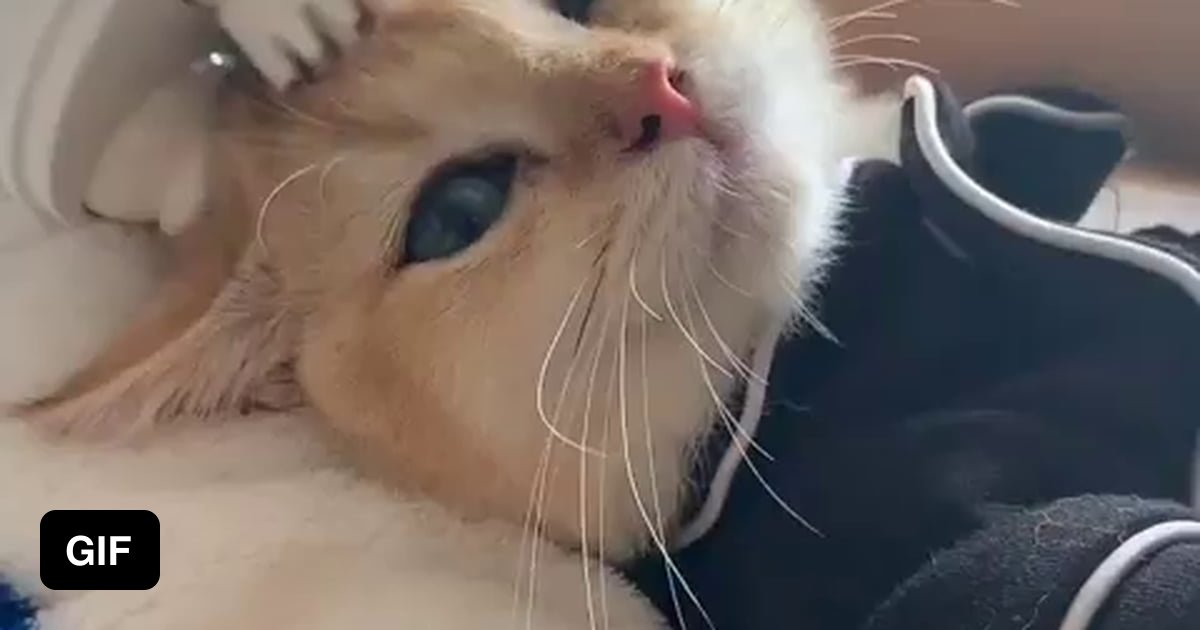 Kitty enjoying a head massage 9GAG