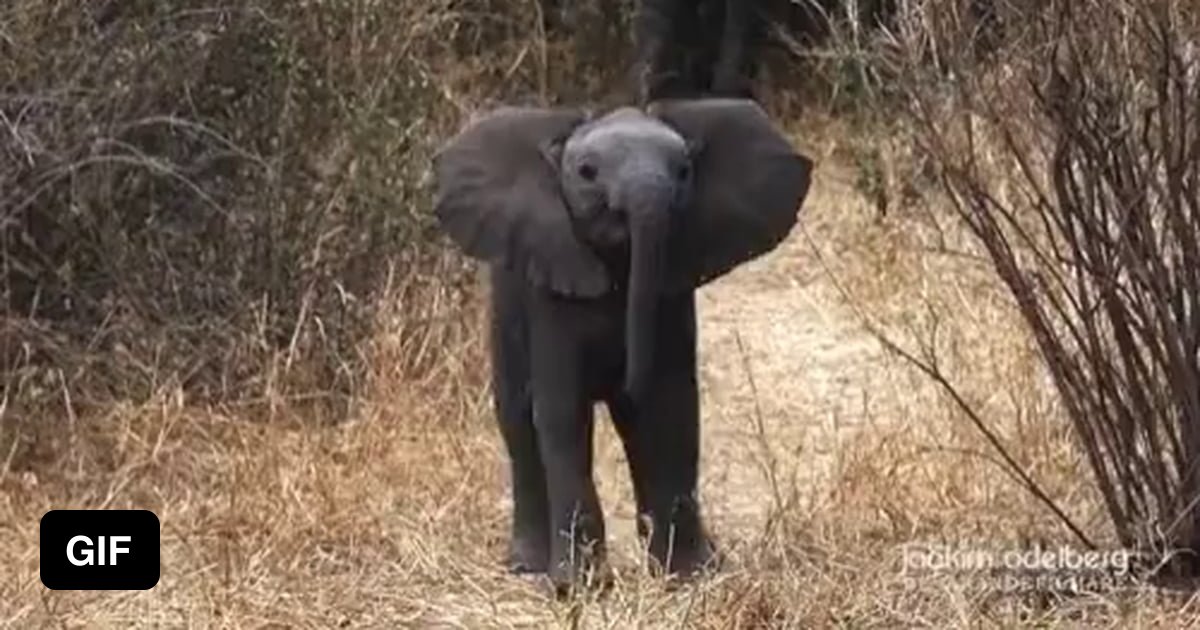 A brave baby elephant defending its herd from wildlife photographers - 9GAG