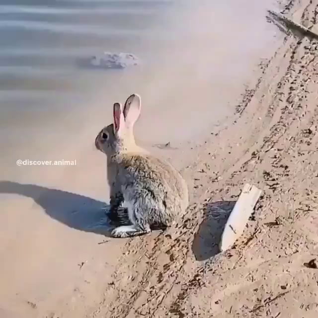 Have you ever seen a rabbit swim ? - 9GAG