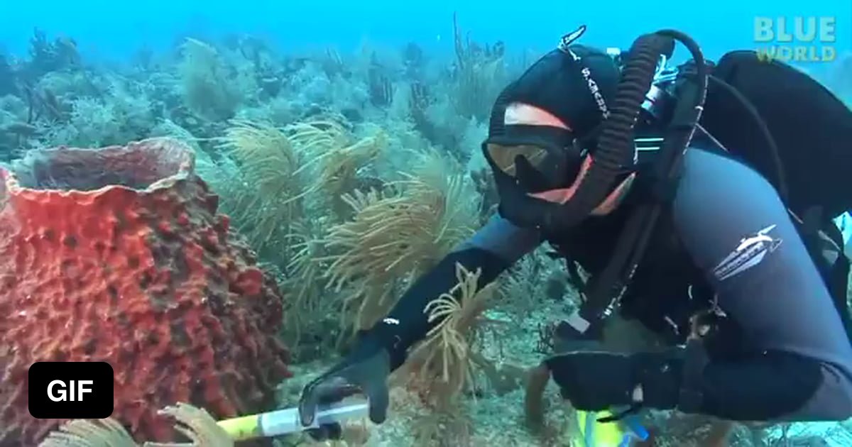 This is how sponges filter food 9GAG