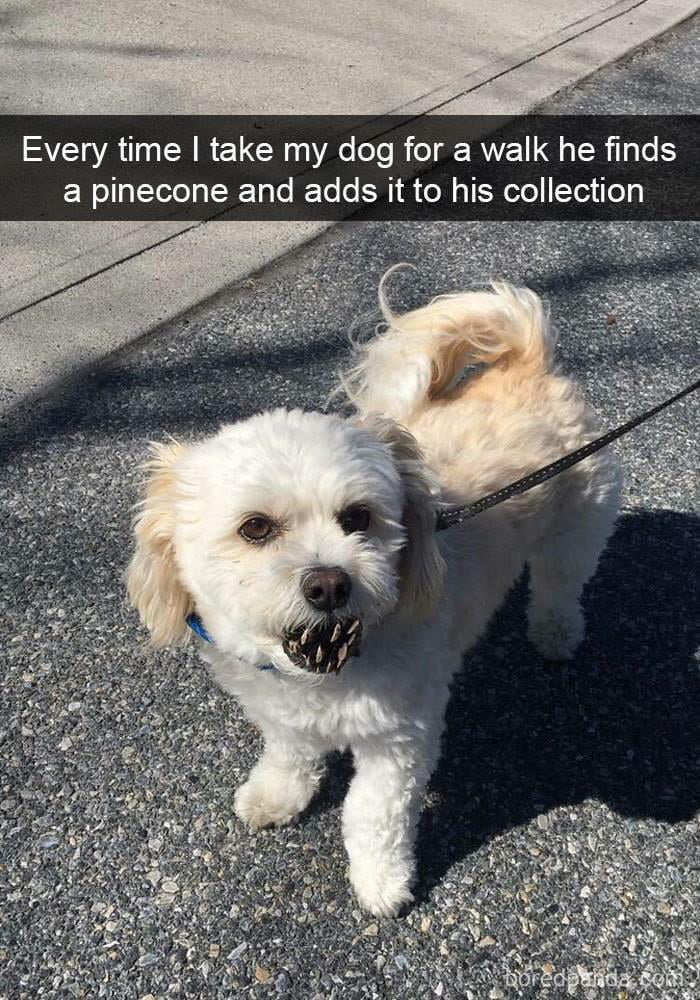 Dog with pine cone - 9GAG