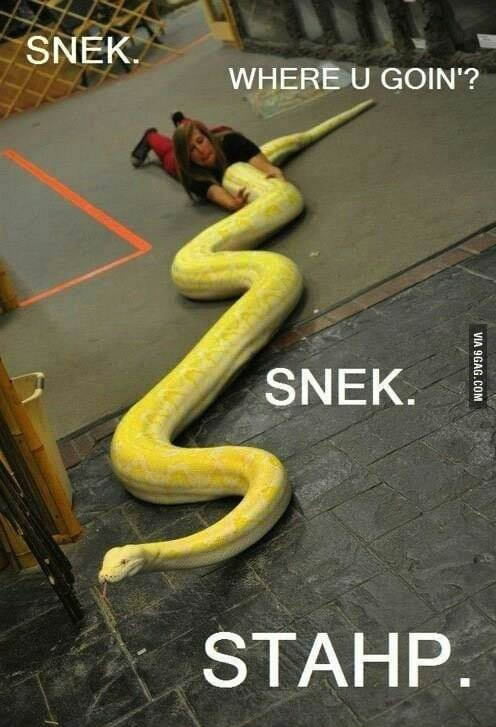 Snek Were Are You Going 9GAG Snek Were Are You Going 9GAG