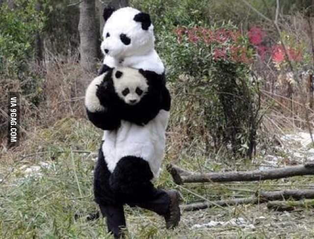 This is how they release panda bears after treatment from injuries back