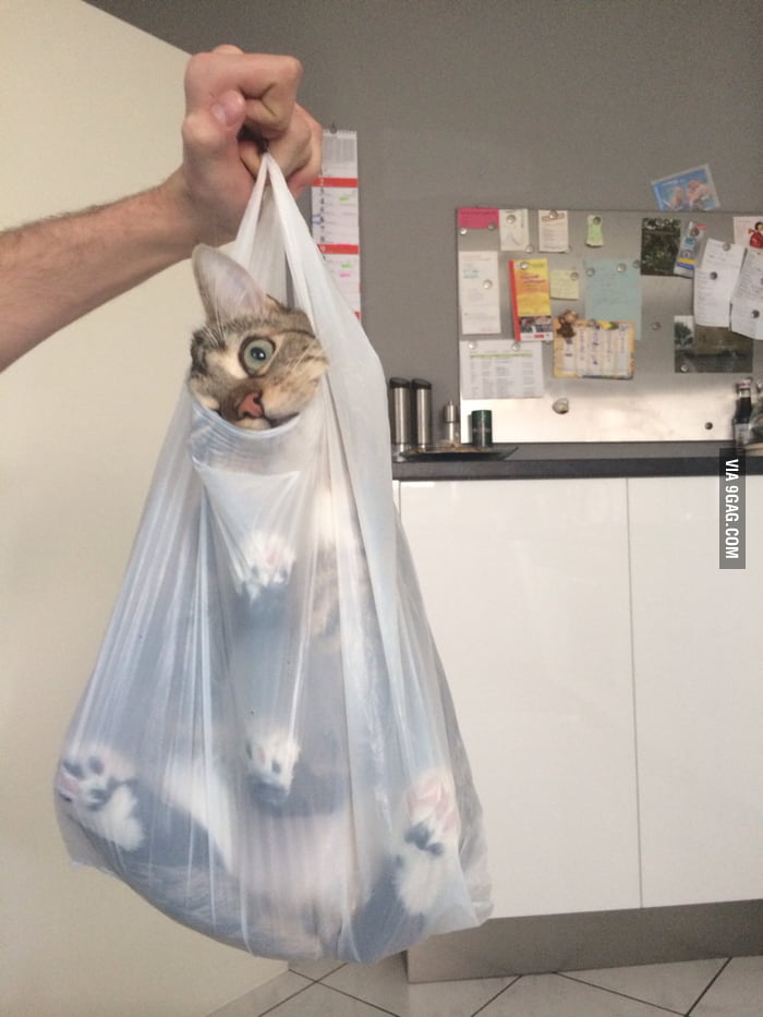 Cat in a bag 9GAG